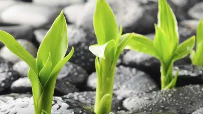 Anazao Community Partners - Preview